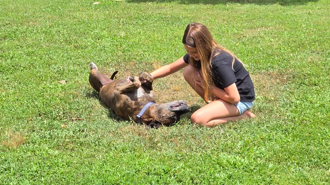 Child rubbing Ford the dog's belly