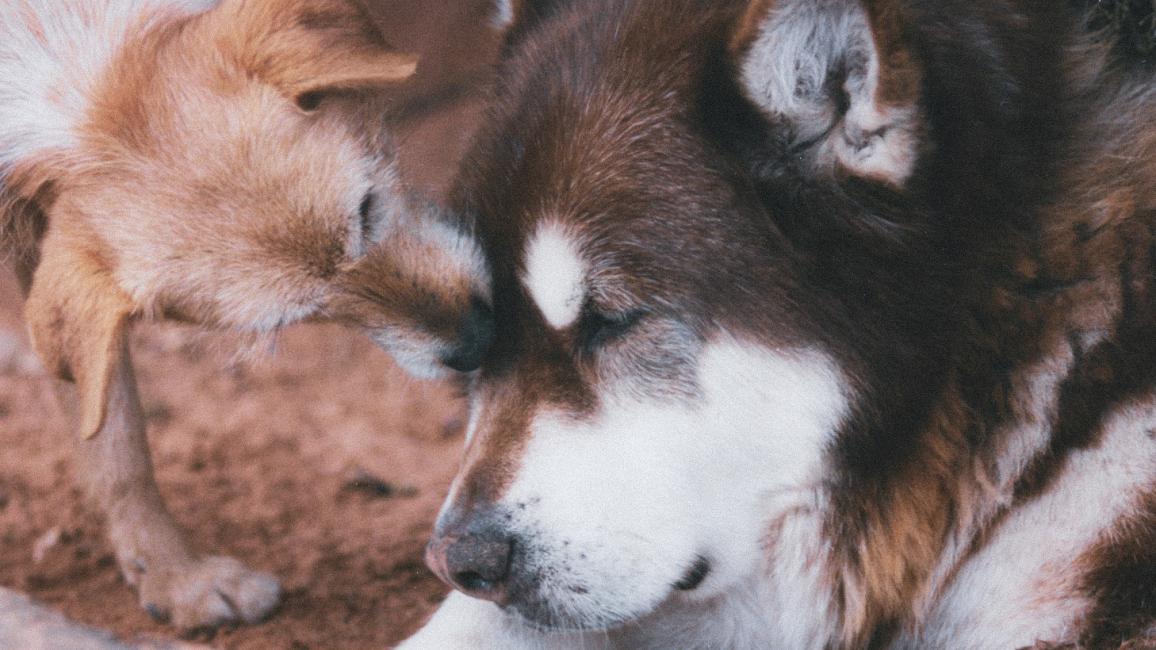 Rhonda the dog licking the face of Amra the dog
