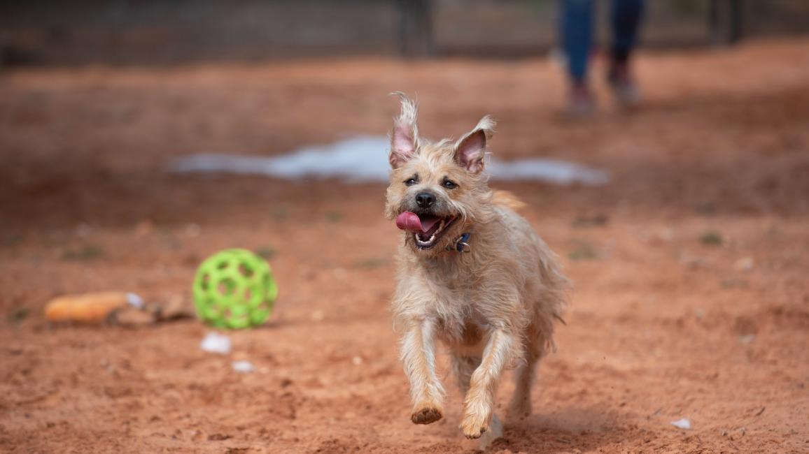 Venus the dog running outside in the red sand with ears flopping and tongue out