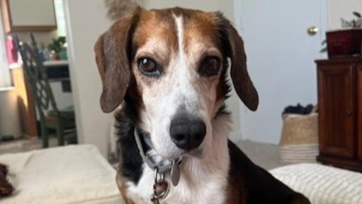 Josh Allen the beagle mix on a piece of furniture