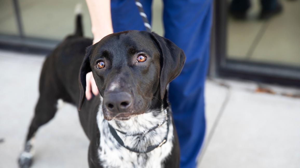 Black and white dog on a leash with a person whose hand is on his back