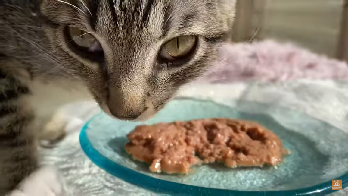 Screen shot of Catlin the kitten eating some wet food