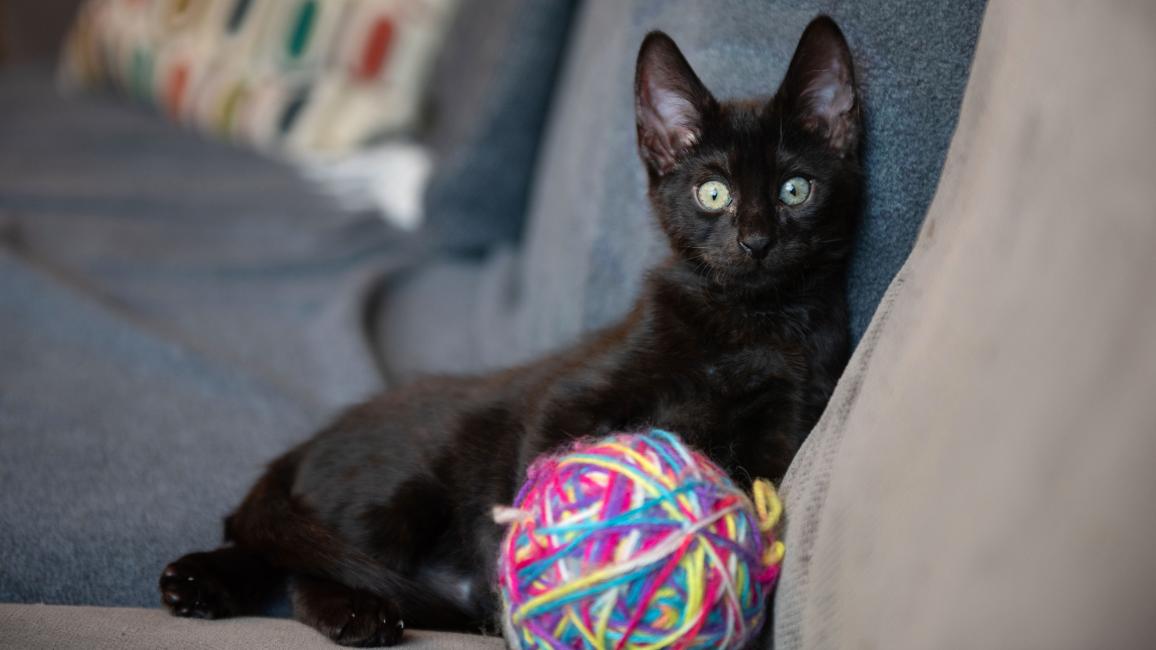 Dione the kitty lying on a couch with a ball of yarn toy in front of him