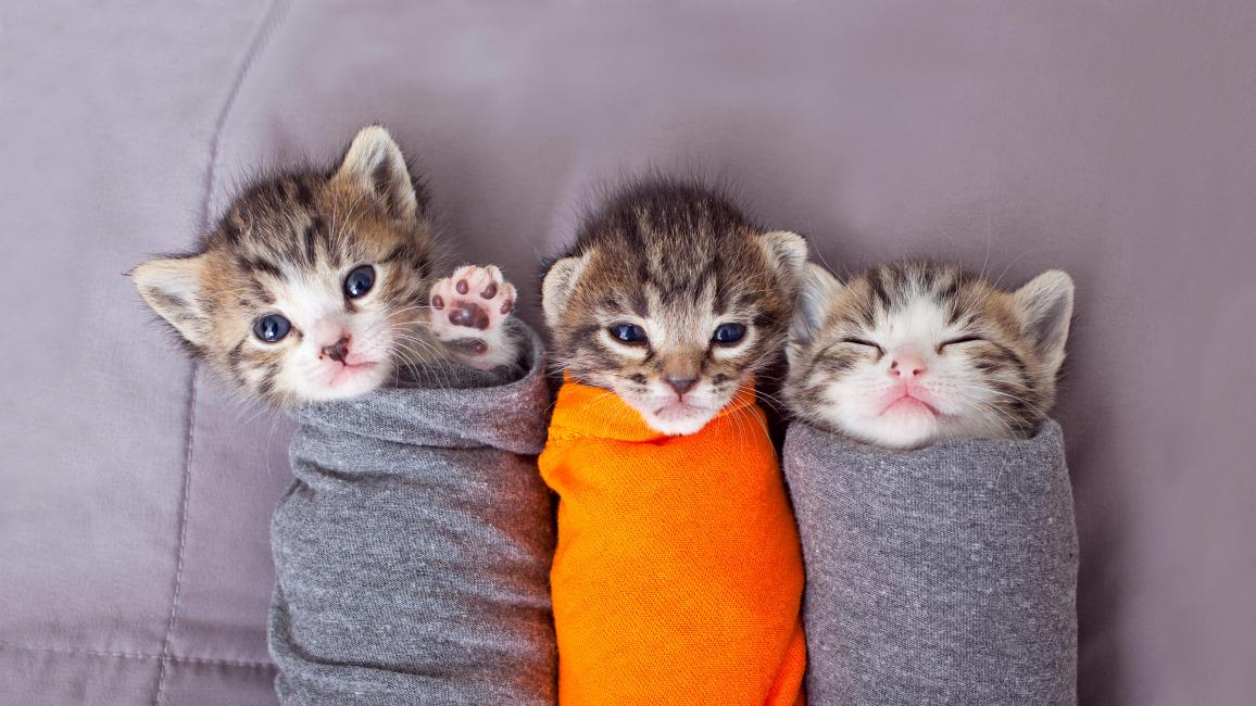 Three kittens swaddled in gray and orange cloths