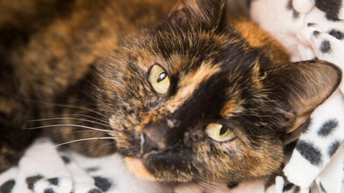 Selenium test image - create