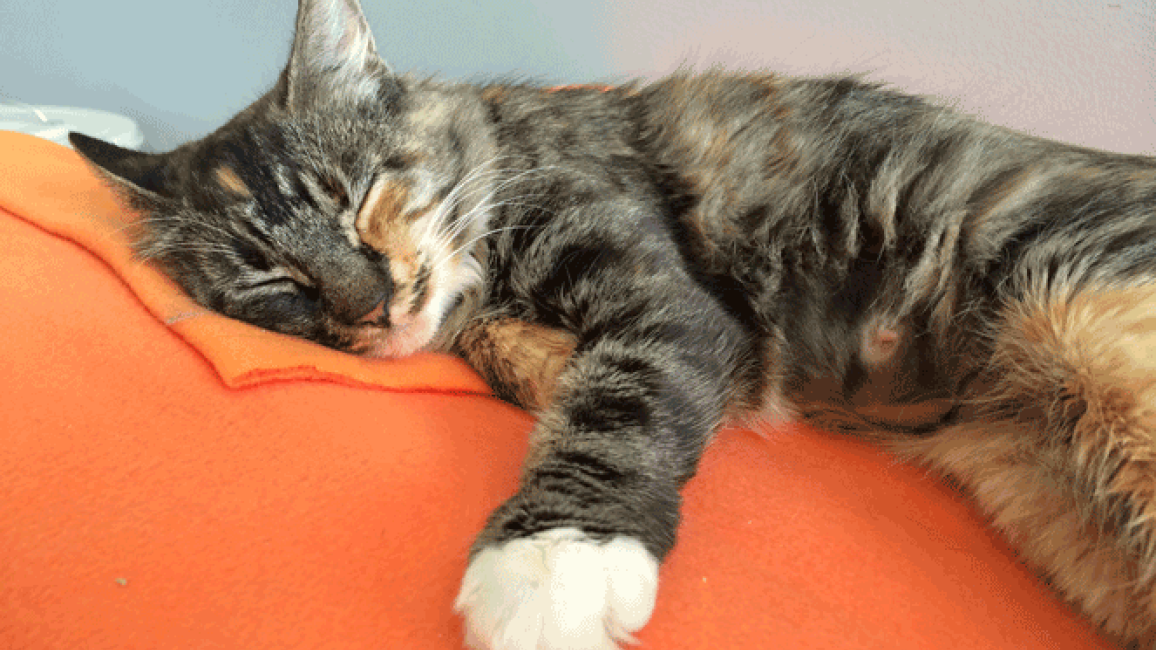 Selenium test image - create