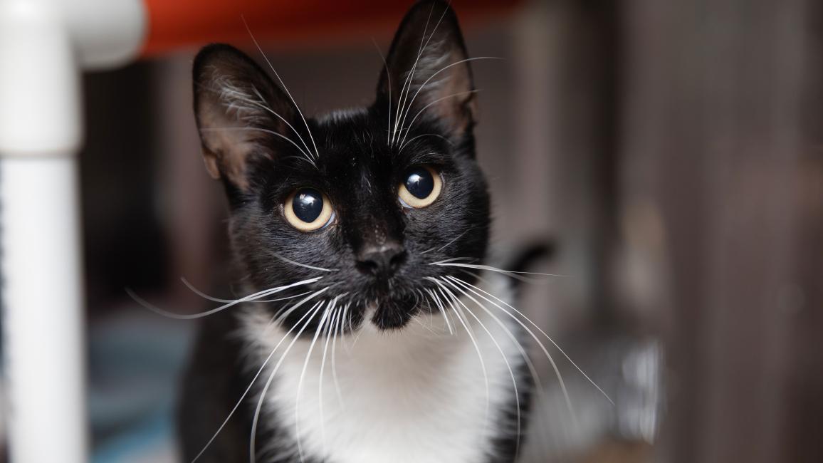 The face of a black and white cat in front of a PCV piping cat bed