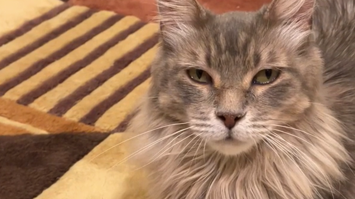 Poppy the cat lying down on a rug
