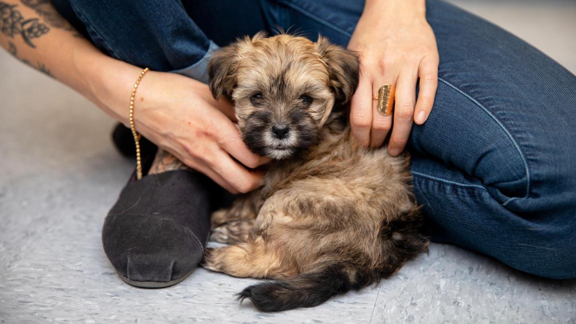 Fluffy puppy between a person's legs with hands holding her