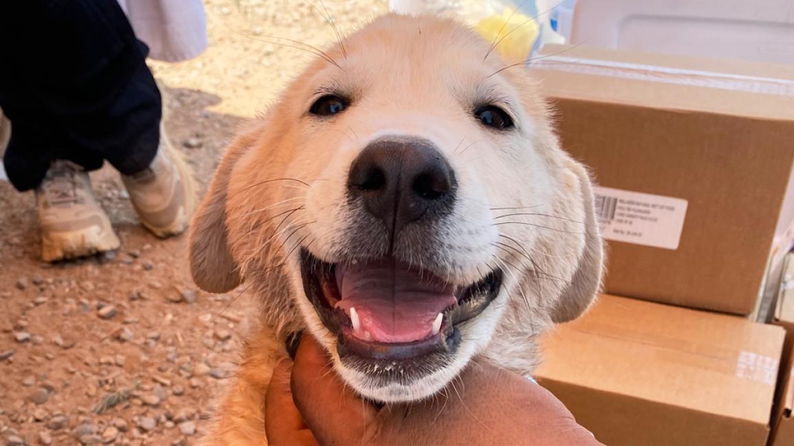 Blond puppy helped with the grant for vet care to Navajo Nation