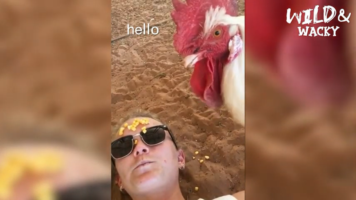 Screen shot of Timmy the rooster eating treats off his caregiver's head