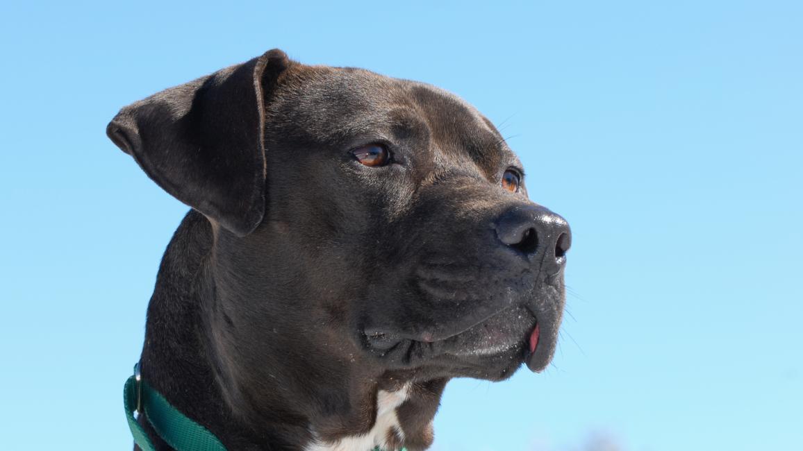 Shadow, one of the Vicktory Dogs