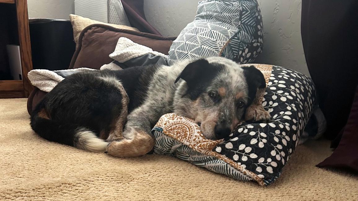 Zorry the dog sleeping on a pillow