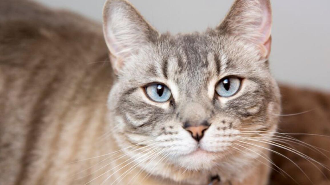 Selenium test image - create