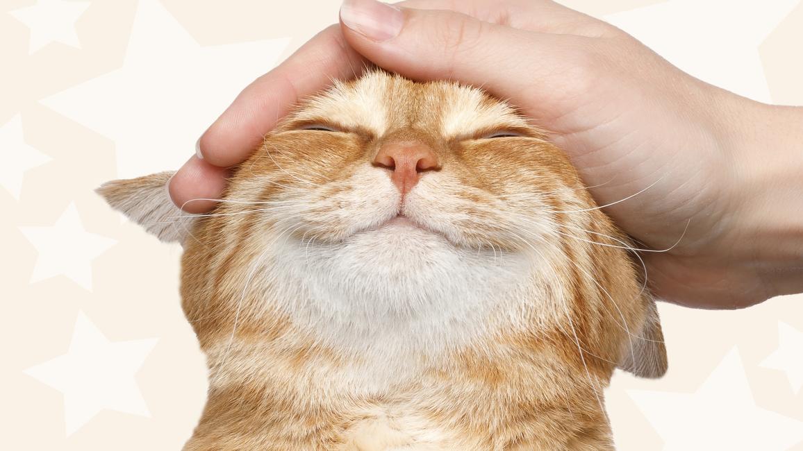 Hand petting the top of the head of a smiling orange tabby cat