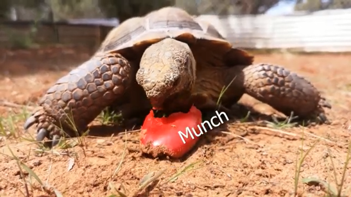 Screen shot of tortoise crunching as he eats a red pepper