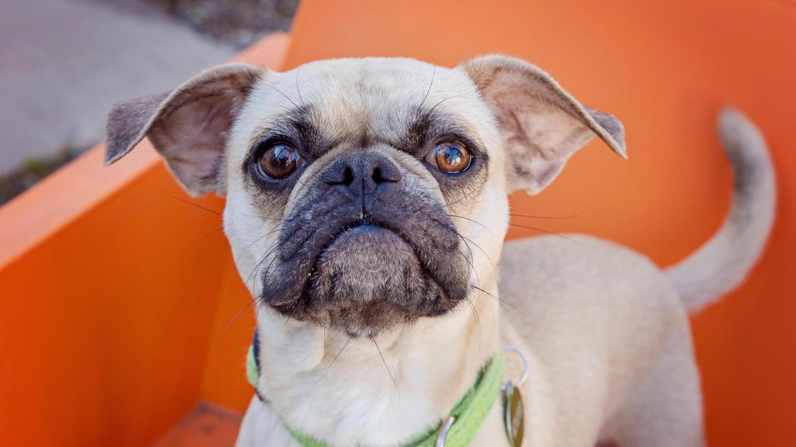 Pug mix type dog wearing a green collar on an orange chair