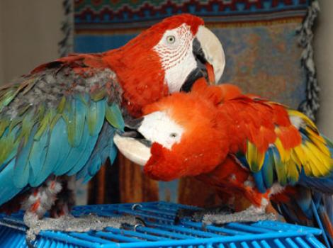 060905parrots_SI.jpg