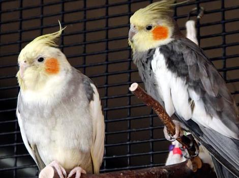 090105cockatiels_SI.jpg