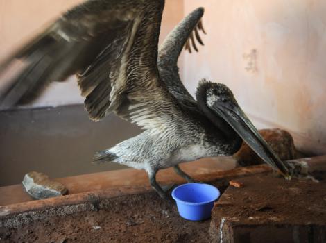 Baby-Pelican-emergency-help-rehabilitation-7330MW.jpg