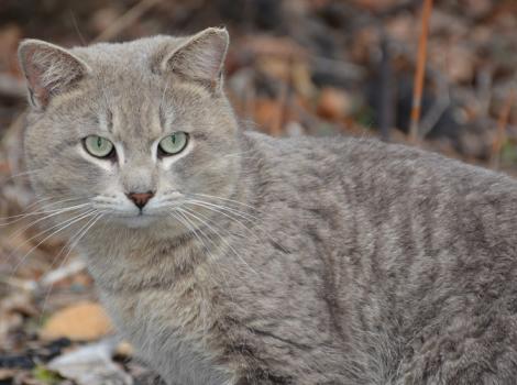 Baltimore-Community-Cats-Project-Mohawk.jpg