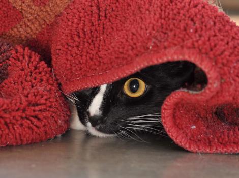 Benny-cat-Manx-syndrome-8240.jpg