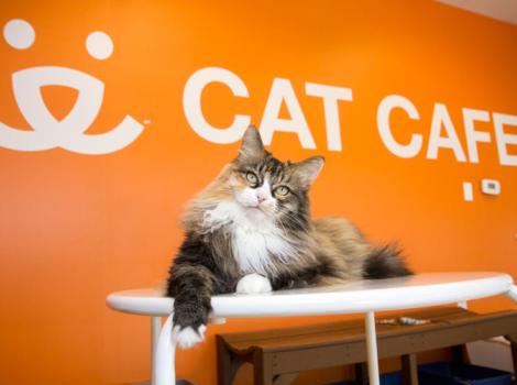 Best-Friends-Animal-Society-Sugarhouse-cat-cafe.jpg
