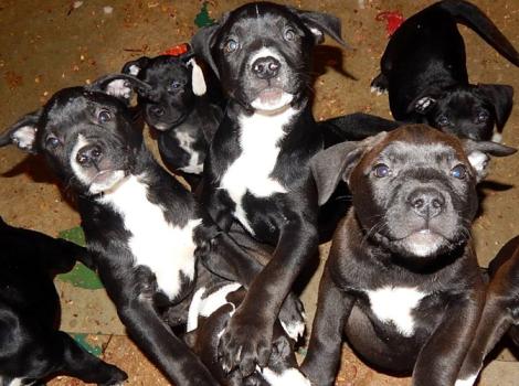 Blue-Buffalo-donation-Detroit-Bully-Corps-puppies.jpg