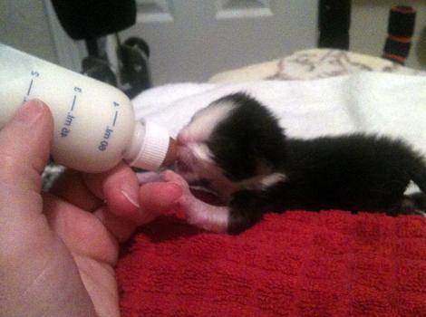 Care-abandoned-kitten-bottle.jpg