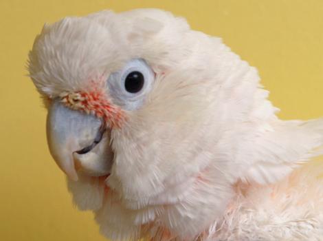 Cockatoos-adopted-Houdini-9294.jpg