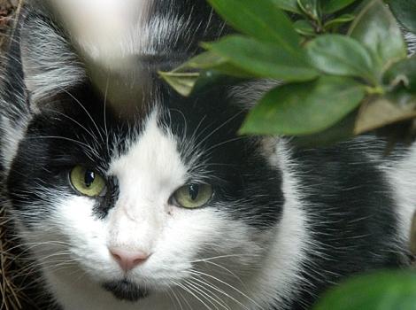 DeKalb-community-cat-TNR-Oreo.jpg