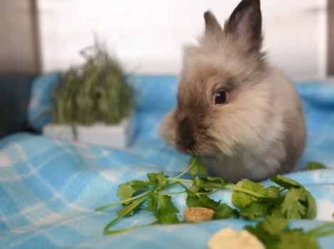 Dwarf-Lionhead-rescue-rabbit-Meriwether-5874MW.jpg
