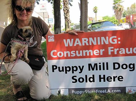 Eliza-Doolittle-puppy-mill-rescue-0266.jpg