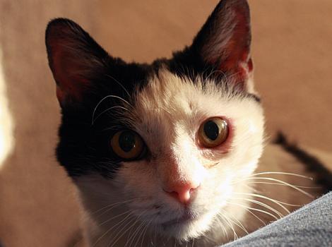 Gertrude-blind-cat-adopted-9498.jpg