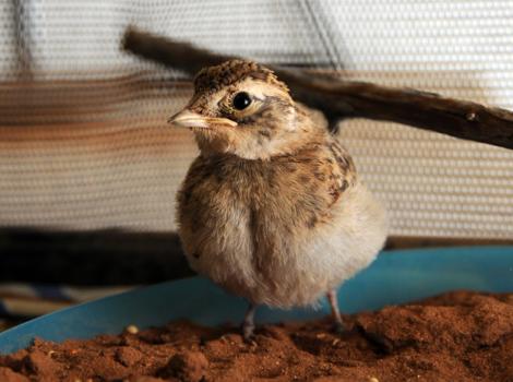 Horned-lark-fledgling-rehabilitation-2944.jpg