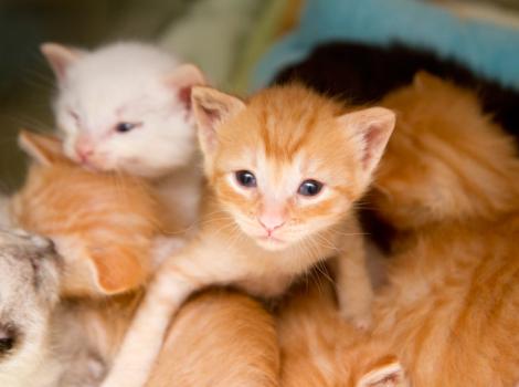 How-to-care-for-abandoned-kittens-feeding-2187.jpg