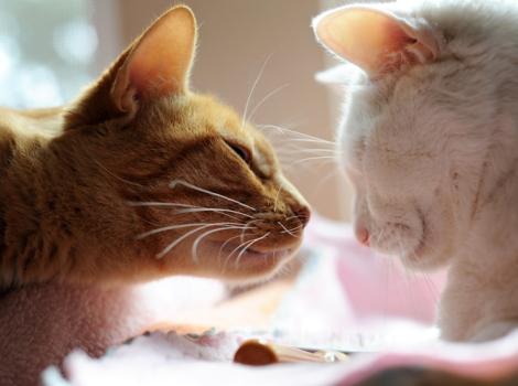 Introducing-cats-to-each-other-2079.jpg