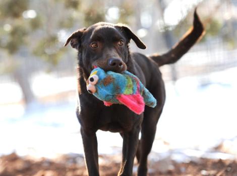 Landon-dog-chocolate-lab-Toy-8479.jpg