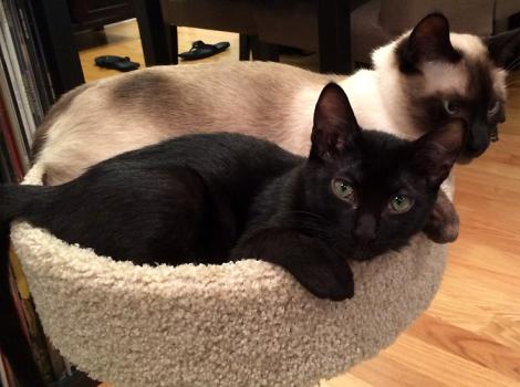 Levi-black-kitten-birthday-adoption-Panda-Siamese-3.jpg