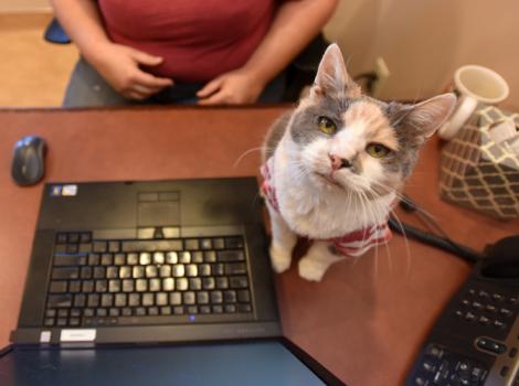 Little-Callie-office-cat-8157.jpg