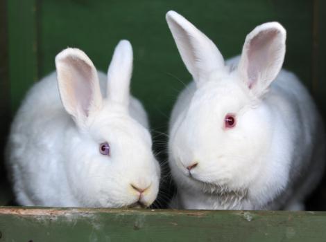 Love-bunnies-bonded-rabbit-Ernie-Norah-5865.jpg