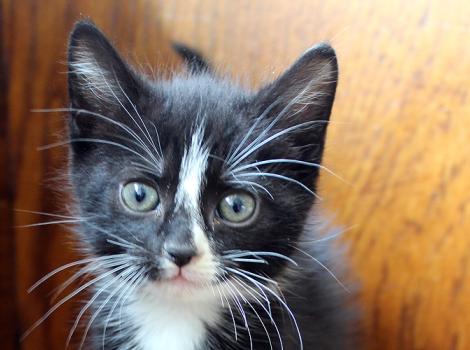 Mika-kitten-pet-super-adoptio-1024.jpg