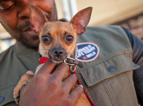 NKLA-Super-Fall-Chihuahua-adoption-0883.jpg
