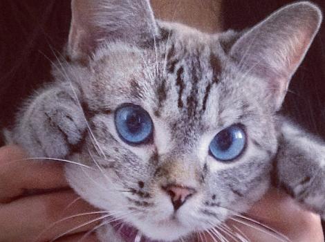 Nala-rescue-cat-adopted-Instagram.jpg