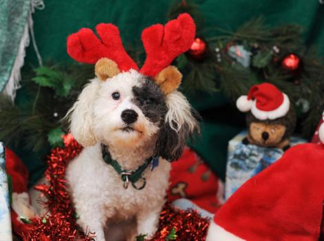 Patches-dog-North-Pole-adopt-0594.jpg