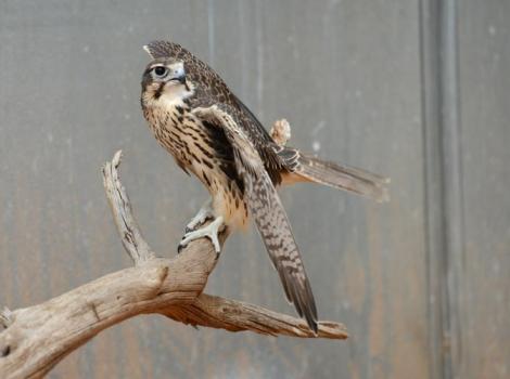 Peregrine-falcon-rescue-6315.jpg