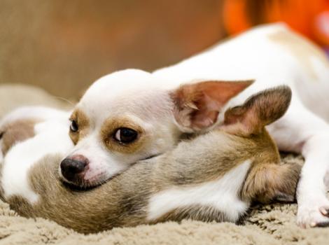 Pinky-distrustful-Chihuahua-puppies-2624.jpg