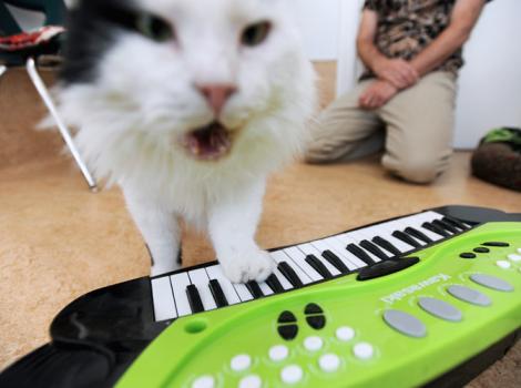 Raed-cat-clicker-training-Playing-Piano-5224.jpg