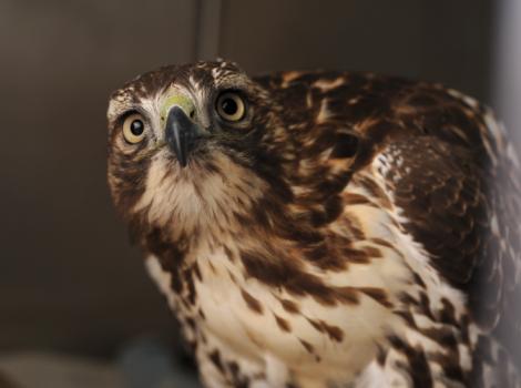 Red-tailed-hawk-rehabilitate-gunshot-7038.jpg