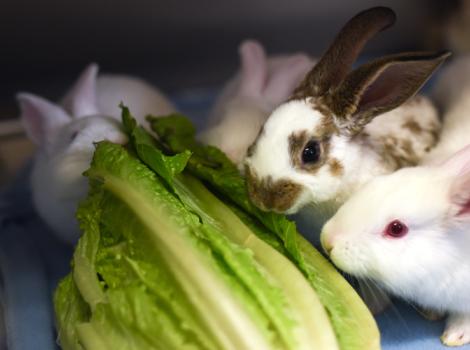 Rescue-rabbit-baby-bunnies-9426.jpg